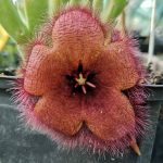Stapelia hirsuta var. tsomoensis Stapelia hirsuta var. tsomoensis
