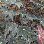 Begonia 'Beatrice Haddrell' Begonia 'Beatrice Haddrell'