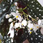 Begonia 'Wightii' (Begonia maculata "Variegata") Begonia 'Wightii' (Begonia maculata "Variegata")