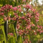 Heptacodium miconioides Heptacodium miconioides