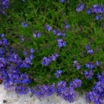 Veronica prostrata "Nana" Veronica prostrata "Nana"
