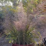 Eragrostis trichodes Eragrostis trichodes