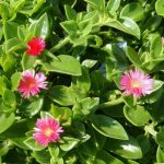 Aptenia cordifolia Aptenia cordifolia