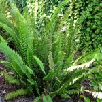 Nephrolepis cordifolia (Felce di Boston) Nephrolepis cordifolia (Felce di Boston)