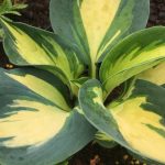Hosta 'Beach Boy' Hosta 'Beach Boy'