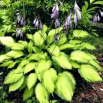 Hosta "Lady Guinevere" Hosta "Lady Guinevere"