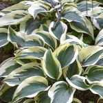 Hosta "Blue Ivory" Hosta "Blue Ivory"