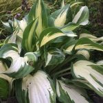 Hosta "Christmas Candy" Hosta "Christmas Candy"