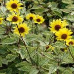 Heliopsis helianthoides 'Summer Green' Heliopsis heliantoides 'Summer Green'