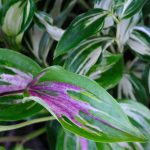 Disporum cantoniense 'Moonlight' Disporum cantoniense 'Moonlight'