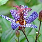 Tricyrtis hirta 'Blue Wonder' Tricyrtis hirta 'Blue Wonder'