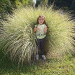 Miscanthus sinensis 'Morning Light' Miscanthus sinensis 'Morning Light'