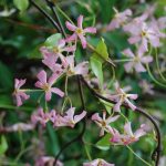 Trachelospermum asiaticum 'Pink Showers' Trachelospermum asiaticum 'Pink Showers'