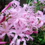 Nerine bowdenii 'Pallida' Nerine bowdenii 'Pallida'