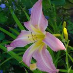 Hemerocallis 'Orchid Corsage' Hemerocallis 'Orchid Corsage'