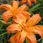Hemerocallis fulva 'Kwanso' Hemerocallis fulva 'Kwanso'