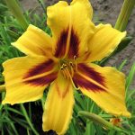 Hemerocallis "Bonanza" Hemerocallis "Bonanza"