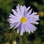 Aster dumosus 'Brigitte' Aster dumosus 'Brigitte'