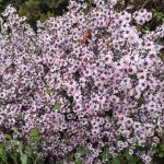 Aster lateriflorus 'Pink Button' Aster lateriflorus 'Pink Button'