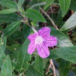 Ruellia dipteracanthus Ruellia dipteracanthus