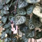Ceropegia woodi Ceropegia woodi