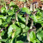Arisarum vulgare Arisarum vulgare