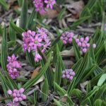 Ledebouria cooperi Ledebouria cooperi