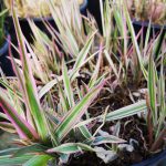 Phalaris arundinacea 'Picta Feesey' Phalaris arundinacea 'Picta Feesey'