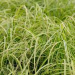 Carex dolichostachya 'Gold Fountain' (sin. 'Kaga-nishiki') Carex dolichostachya 'Gold Fountain' (sin. 'Kaga-nishiki')