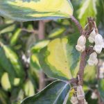 Elaeagnus pungens 'Maculata Aurea' Elaeagnus pungens 'Maculata Aurea'