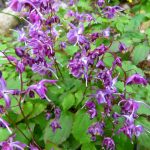 Epimedium grandiflorum "Lilafee" Epimedium grandiflorum "Lilafee"