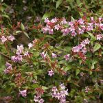 Abelia x grandiflora 'Edward Goucher' Abelia x grandiflora 'Edward Goucher'