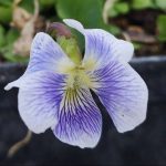Viola papilionacea ‘Alba’ Viola papilionacea ‘Alba’