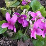 Viola odorata ‘Miracle Classy Pink’ Viola odorata ‘Miracle Classy Pink’