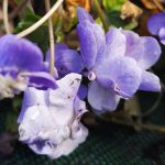 Viola odorata 'Double de Bruneau' Viola odorata 'Double de Bruneau'