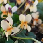 Viola odorata ‘Sulphurea’ Viola odorata ‘Sulphurea’