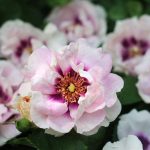 Rosa persica "Eyes For You" Rosa persica "Eyes For You"