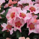 Rosa 'For Your Eyes Only' Rosa 'For Your Eyes Only'