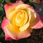 Rosa 'Shining Beauty' Rosa 'Shining Beauty'