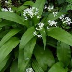 Allium ursinum (Aglio orsino) Allium ursinum (Aglio orsino)