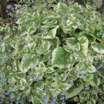 Brunnera macrophylla 'Variegata' Brunnera macrophylla 'Variegata'