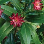 Illicium mexicanum x floridanum album 'Woodland Ruby' Illicium mexicanum x floridanum album 'Woodland Ruby'