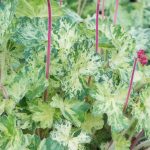 Heuchera sanguinea "Hercules" Heuchera sanguinea "Hercules"