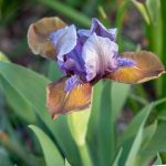 Iris pumila 'Hocus Pocus' Iris pumila 'Hocus Pocus'