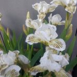 Iris pumila 'Snow Tree' Iris pumila 'Snow Tree'