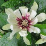 Calycanthus "Venus" (Sinocalycanthus chinensis) Calycanthus "Venus" (Sinocalycanthus chinensis)