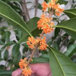 Osmanthus fragrans 'Aurantiacus' Osmanthus fragrans 'Aurantiacus'