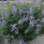 Vitex agnus castus Vitex agnus castus