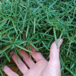 Trachelospermum asiaticum 'Theta' Trachelospermum asiaticum 'Theta'