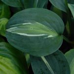 Hosta "Kiwi Full Monty" Hosta "Kiwi Full Monty"